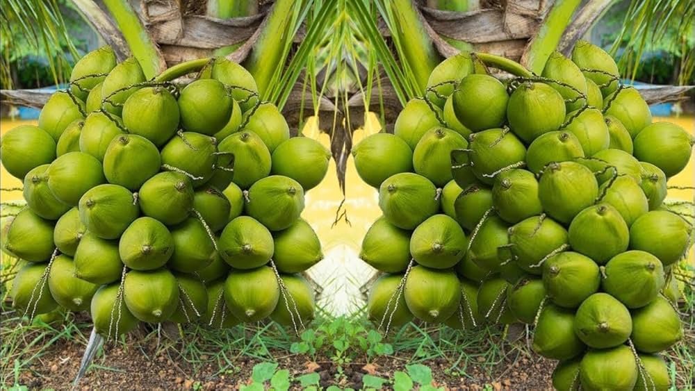 Malaysian Green Dwarf (MGD)