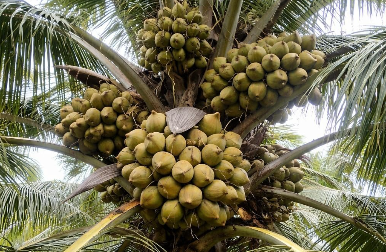 Arasampatti Tall