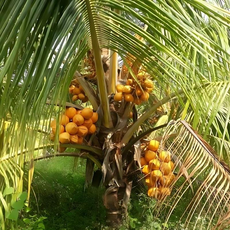 Chowghat Orange Dwarf