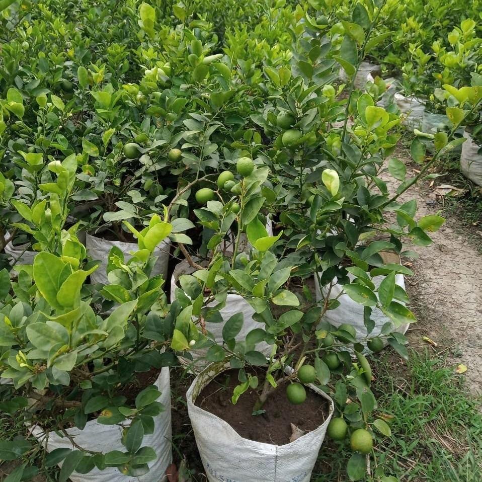 Market Lime Plant