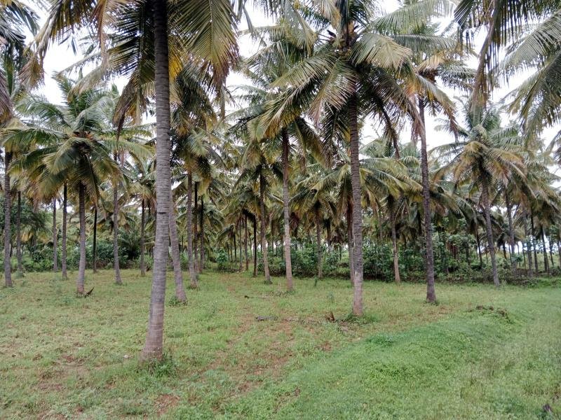 Tiptur Tall Coconut Plant