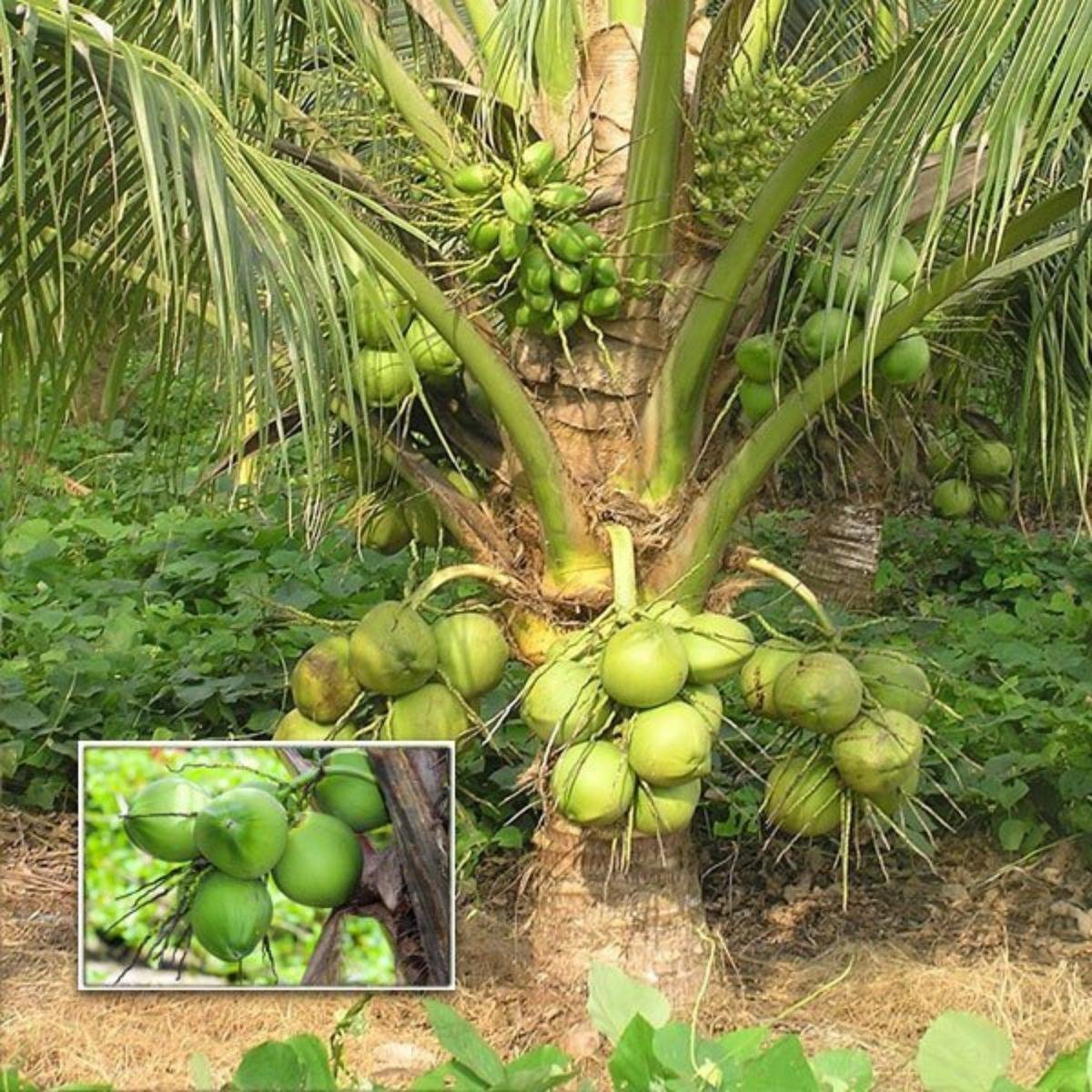 T × D Hybrid Coconut Tree